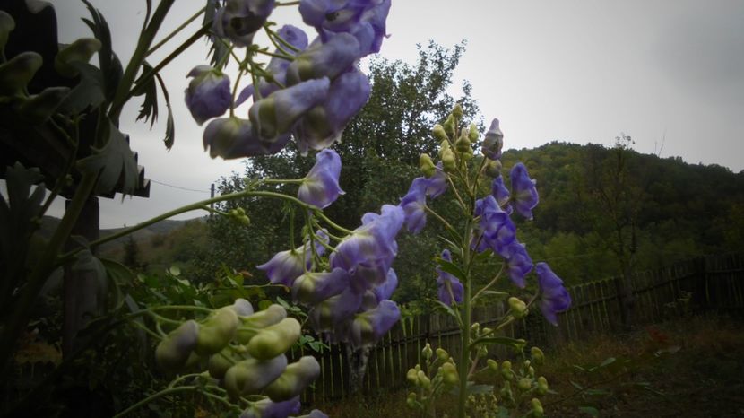 cateva luni - Culori 2020