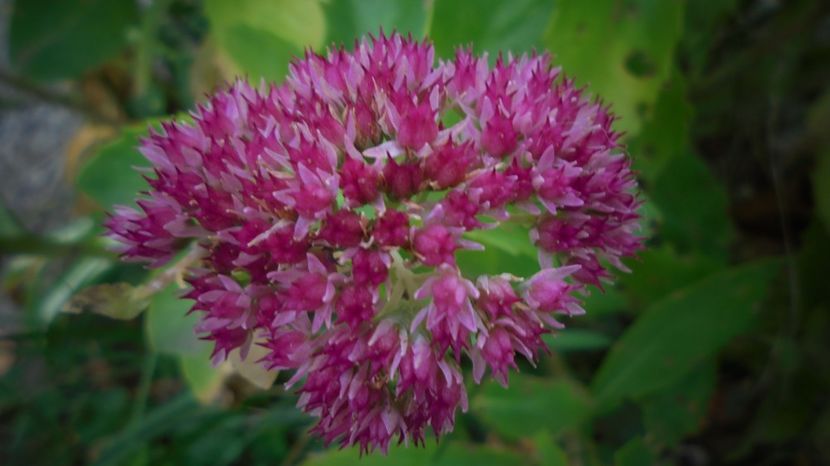 absenta... - Culori 2020