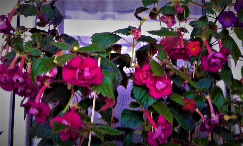  - 0000 ACHIMENES