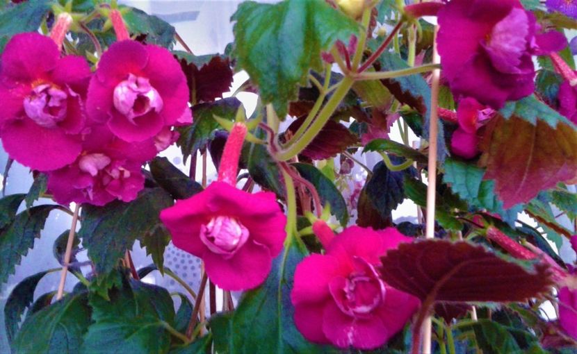  - 0000 ACHIMENES
