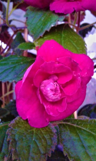  - 0000 ACHIMENES