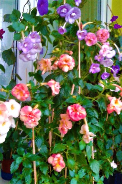  - 0000 ACHIMENES