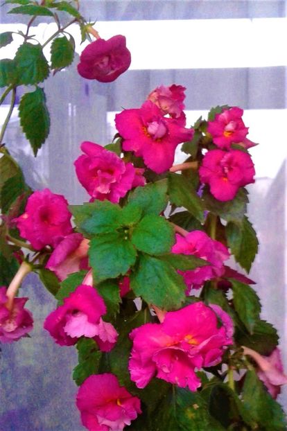  - 0000 ACHIMENES