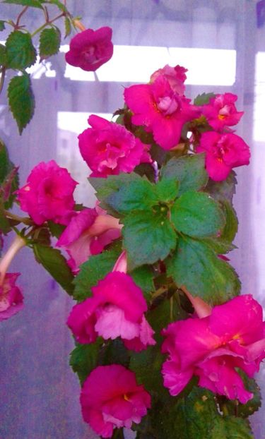  - 0000 ACHIMENES