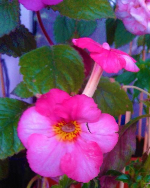  - 0000 ACHIMENES