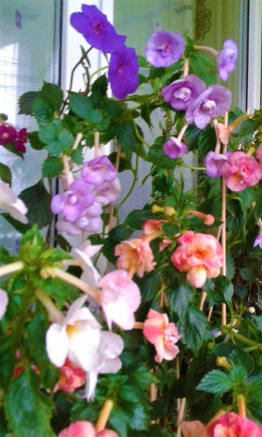  - 0000 ACHIMENES