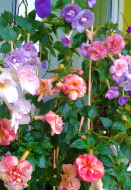  - 0000 ACHIMENES