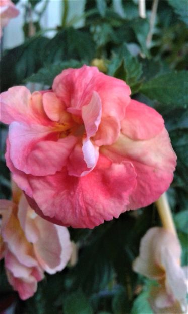  - 0000 ACHIMENES