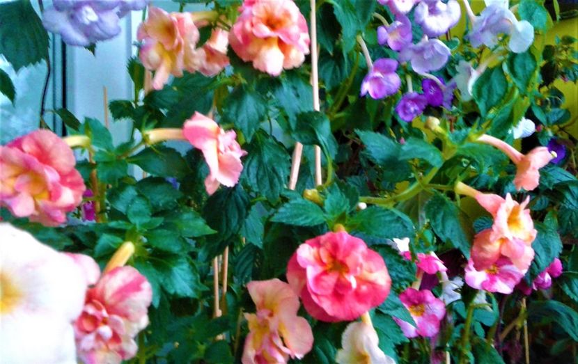  - 0000 ACHIMENES