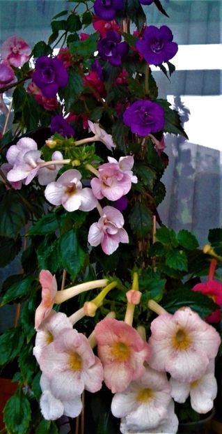  - 0000 ACHIMENES