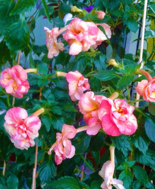  - 0000 ACHIMENES