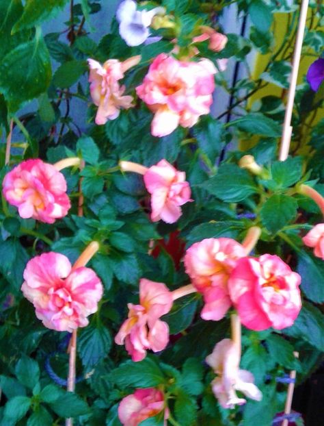  - 0000 ACHIMENES