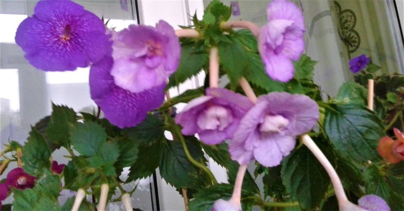 - 0000 ACHIMENES