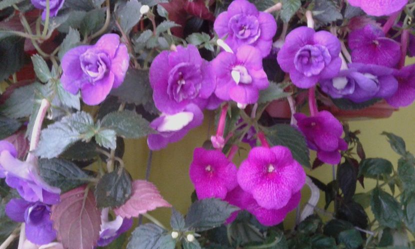  - 0000 ACHIMENES