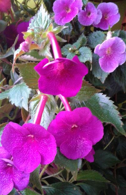  - 0000 ACHIMENES