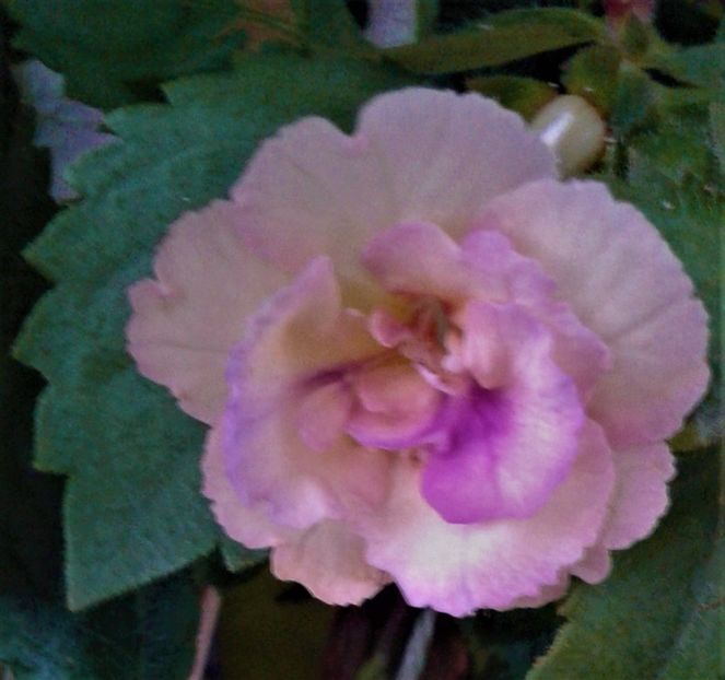  - 0000 ACHIMENES