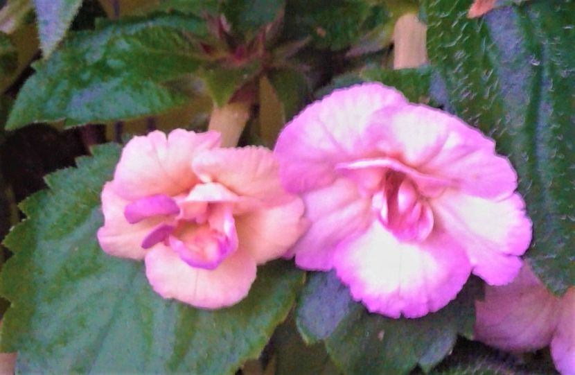  - 0000 ACHIMENES