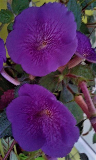  - 0000 ACHIMENES