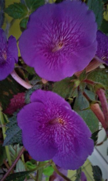  - 0000 ACHIMENES