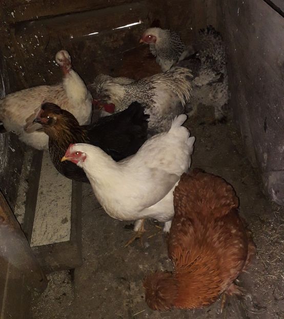  - 02 Gaini Moțate-Bărboase-Golașe-Frezate 2020-2021