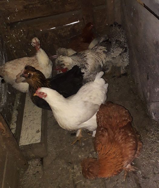  - 02 Gaini Moțate-Bărboase-Golașe-Frezate 2020-2021