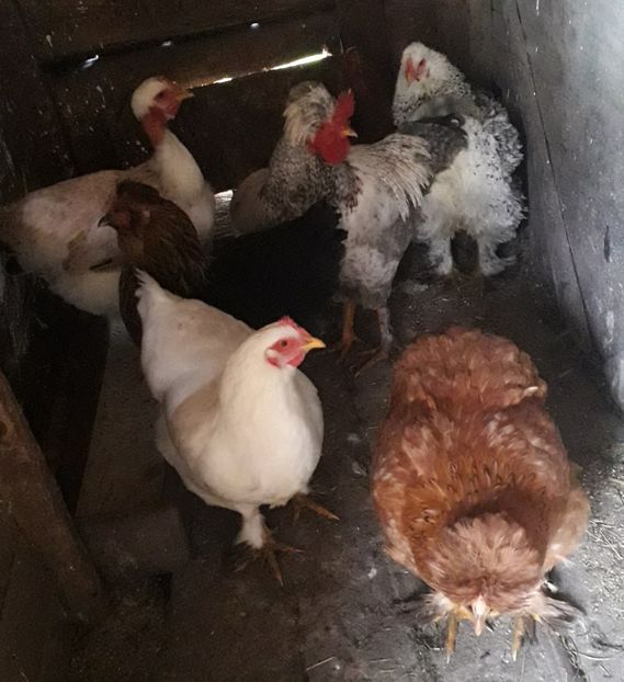  - 02 Gaini Moțate-Bărboase-Golașe-Frezate 2020-2021