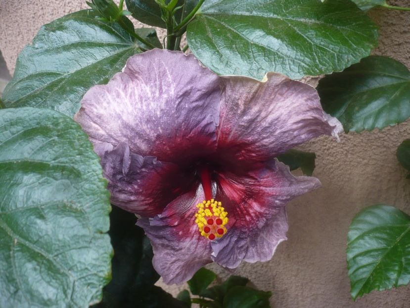 09.10.2020 - HIBISCUSI 2020-5