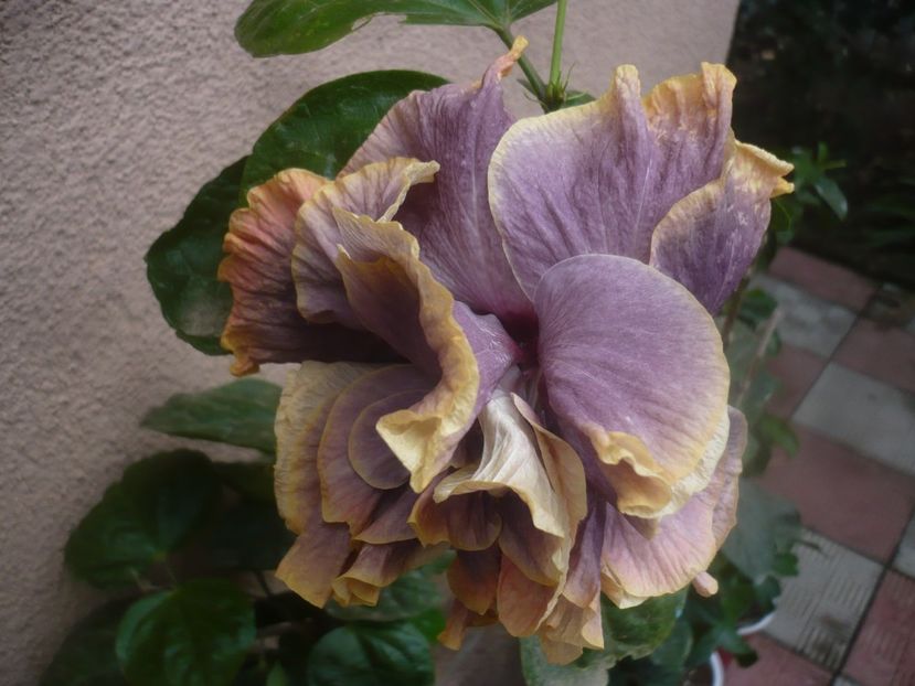 P1460938 - HIBISCUSI 2020-5