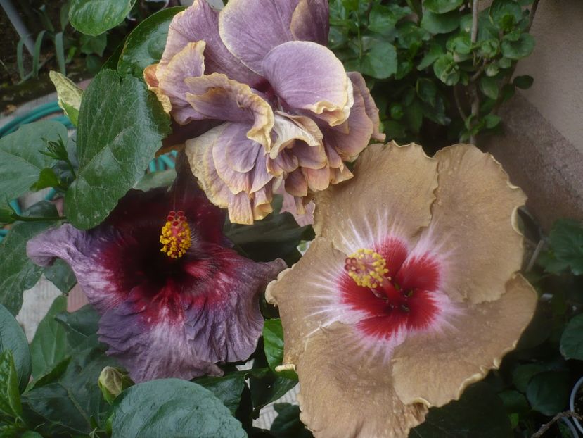 P1460943 - HIBISCUSI 2020-5