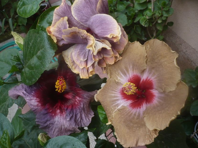 P1460944 - HIBISCUSI 2020-5