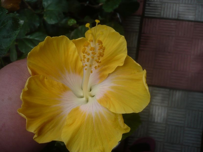 P1460946 - HIBISCUSI 2020-5