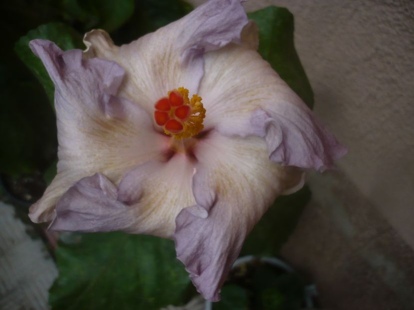 P1460947 - HIBISCUSI 2020-5