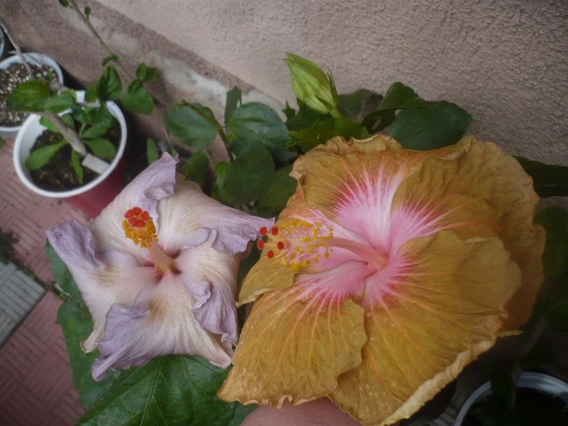 P1460948 - HIBISCUSI 2020-5