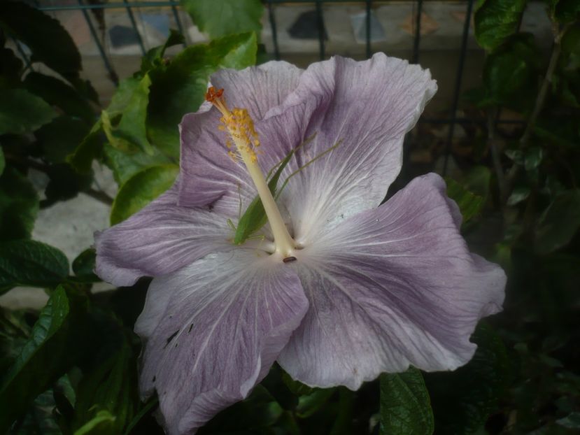 P1460950 - HIBISCUSI 2020-5