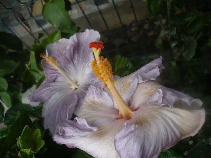 P1460951 - HIBISCUSI 2020-5