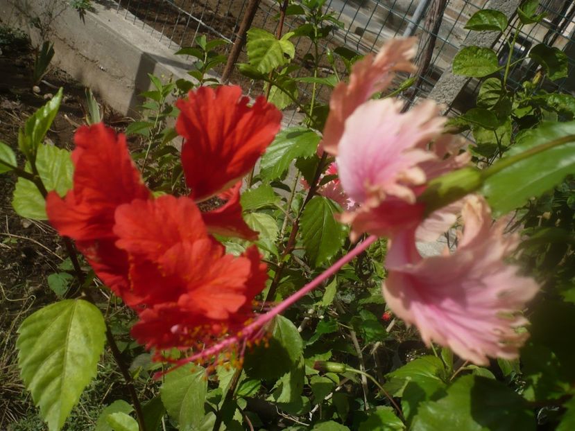 P1460953 - HIBISCUSI 2020-5
