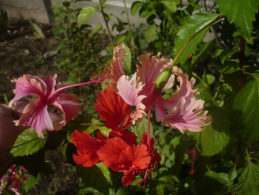 P1460954 - HIBISCUSI 2020-5