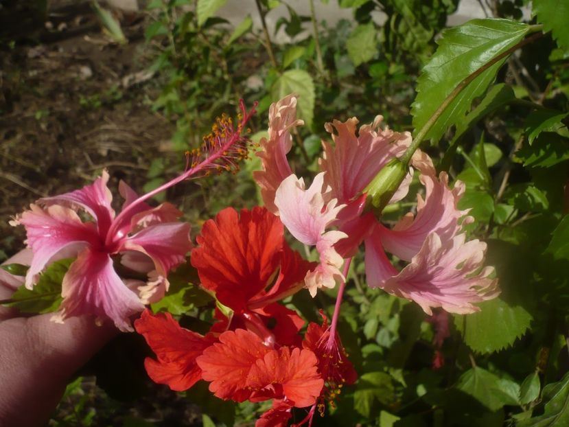 P1460955 - HIBISCUSI 2020-5