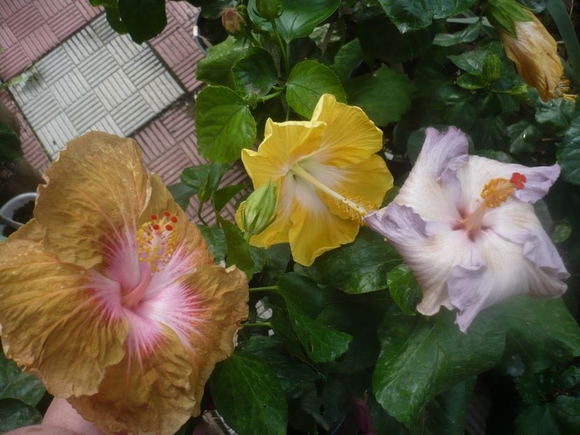 P1460957 - HIBISCUSI 2020-5