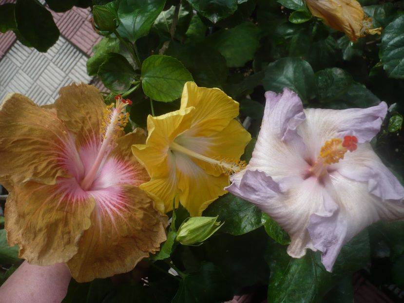 P1460958 - HIBISCUSI 2020-5