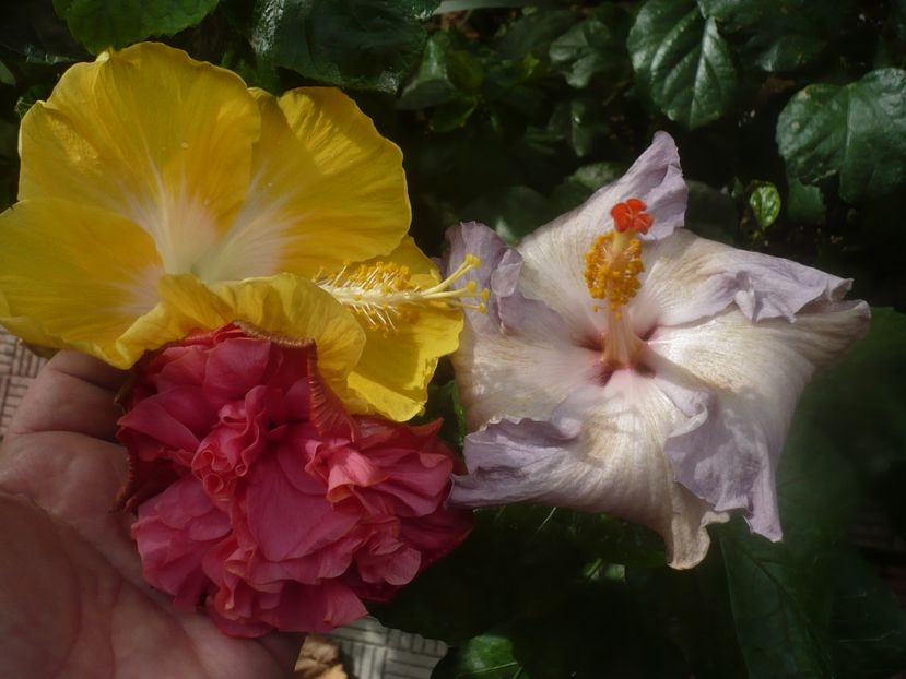 P1460961 - HIBISCUSI 2020-5