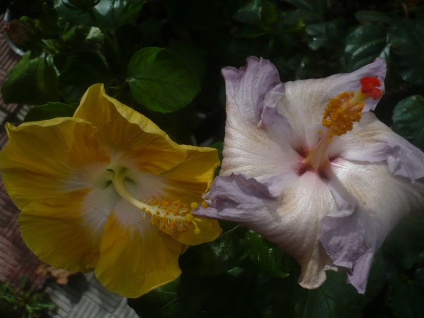 P1460962 - HIBISCUSI 2020-5