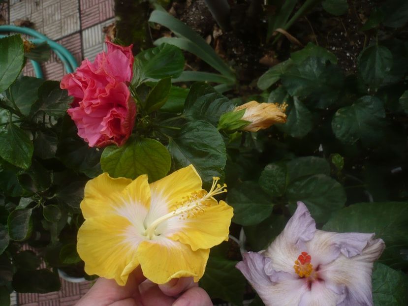 P1460964 - HIBISCUSI 2020-5