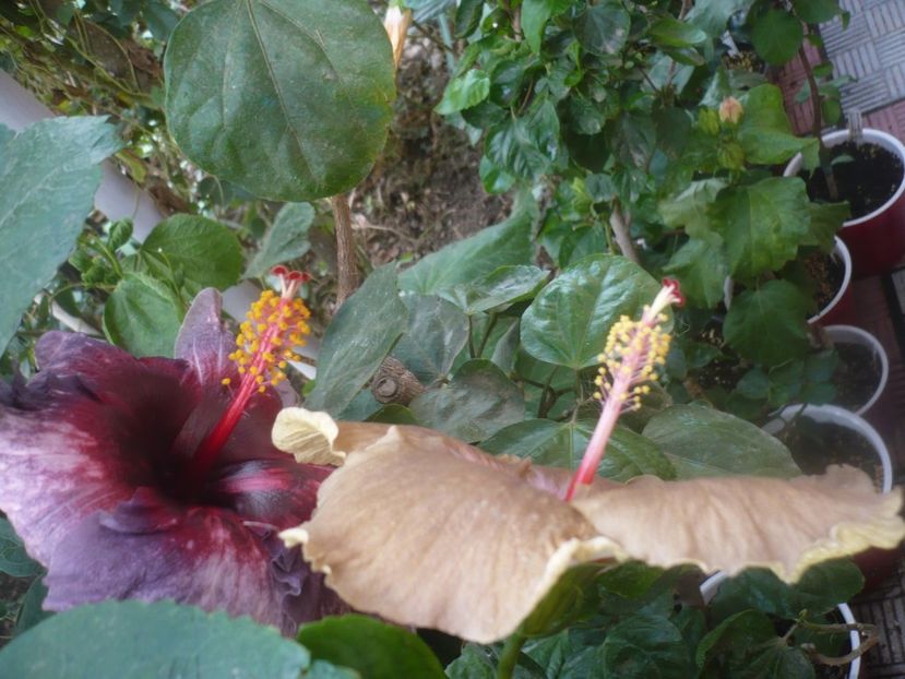 P1460968 - HIBISCUSI 2020-5