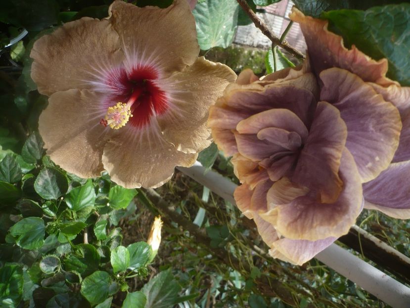 P1460970 - HIBISCUSI 2020-5