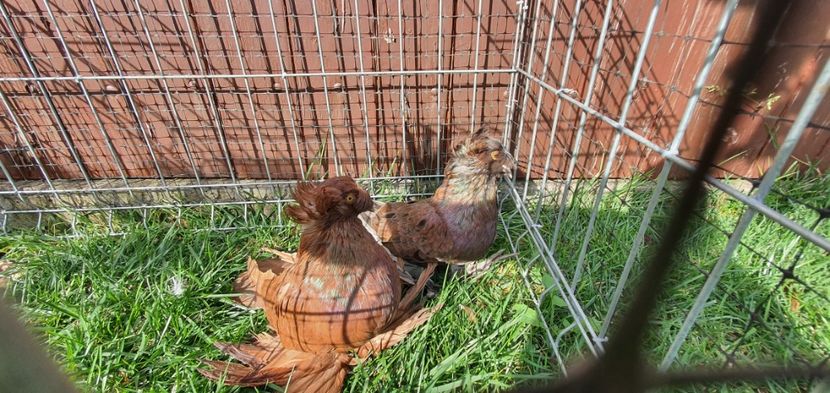 Nr2 - Licidare de stoc