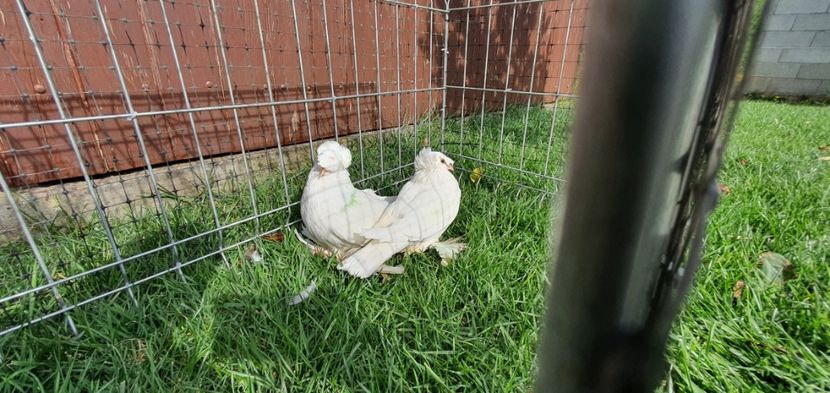 Nr5 - Licidare de stoc