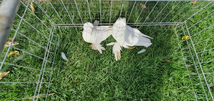 Nr5 - Licidare de stoc