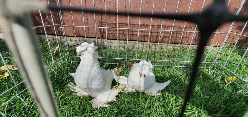 Nr6 - Licidare de stoc