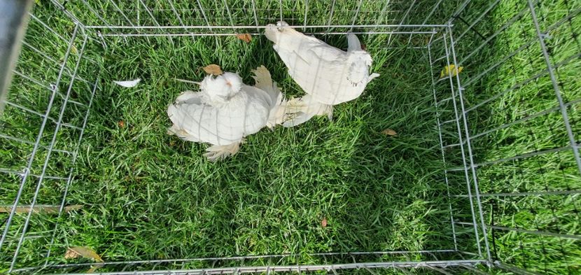 Nr6 - Licidare de stoc